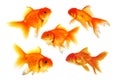Group of Goldfish
