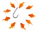 Group of goldfish around empty hook