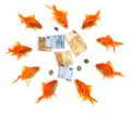 Group of goldfish surrounding money Royalty Free Stock Photo