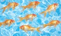 A group of goldfish are swimming in clear, blue water with sunshine reflections Royalty Free Stock Photo