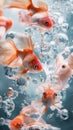 A group of goldfish swimming together in a clear blue pool under bright sunlight Royalty Free Stock Photo