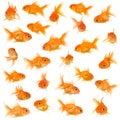 Group of goldfishes