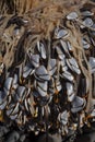 Group of Goose barnacle on the beach Royalty Free Stock Photo