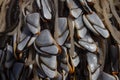 Group of Goose barnacle on the beach Royalty Free Stock Photo