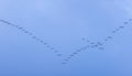 The group of Goose flying in the blue sky Royalty Free Stock Photo