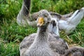 Group of goose lying in the grass. Domestic geese family graze on traditional village barnyard. Gosse lying in the garden Royalty Free Stock Photo