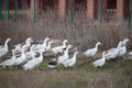 Group goose running in village Royalty Free Stock Photo