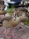 Group gooses Royalty Free Stock Photo