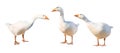 Group of gooses Royalty Free Stock Photo