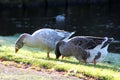 Group gooses eating grass