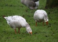 Group gooses eating grass
