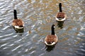 Group of gooses in the lakeshore Royalty Free Stock Photo