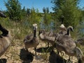 Group of goslings on shore of river in california