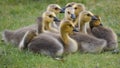 Group of Goslings sitting in the Grass Royalty Free Stock Photo