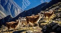 Graceful Llamas Alpacas Andes Mountains South American Wildlife Royalty Free Stock Photo