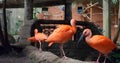 Group of graceful red Ibises in close-up. Exotic birds with stunning scarlet feathers display of intelligent nature