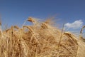 a group grain and barley and a blue sky