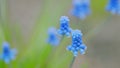 Group of grape hyacinth blooming in spring. Bell-shaped blue flowers. Blossom bluebells floral background. Slow motion.