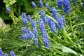 Group of Grape hyacinth (Muscari armeniacum) blooming in the spring. Blue flowers in spring garden. Bright natural green Royalty Free Stock Photo