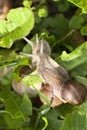 Little snails on the grass Royalty Free Stock Photo