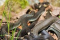 Group with Grass snakes sunbathing in the sunshine