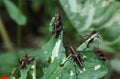 Group of Grasshopers Eating Leaf, Costa Rica Royalty Free Stock Photo