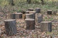 A group of gray and brown cutten stumps of an old fallen tree on a brown leaves background in a park in autumn Royalty Free Stock Photo