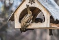 A group of gray and brown sparrows is in an old yellow bird and squirrel feeder house from plywood in the park in autumn