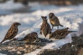 A group of gray and brown sparrows sits on a gray concrete surface with white snow and eats bird-seed in winter