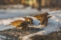 A group of gray and brown sparrows sits on a gray concrete surface with white snow and eats bird-seed in winter