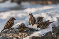 A group of gray and brown sparrows sits on a gray concrete surface with white snow and eats bird-seed in winter