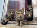 A group of gray cats sit on a window sill and look at the camera