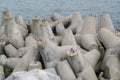 Group of gray four-beam concrete breakwaters piled chaotically on shore on background of sea surface, covered with small ripples