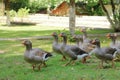 Group gray geese grazing near lake in park. Greylag goose is species of large in the waterfowl family anatidae Royalty Free Stock Photo