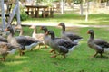 Group gray geese grazing near lake in park. Greylag goose is species of large in the waterfowl family anatidae Royalty Free Stock Photo