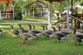 Group gray geese grazing near lake in park. Greylag goose is species of large in the waterfowl family anatidae Royalty Free Stock Photo