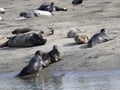 Seals of the Bay of Authie in France Royalty Free Stock Photo