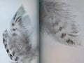 Group of gray spotted owl feathers