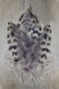 Group of gray spotted owl feathers