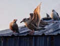 Seagull on tin old blue roof