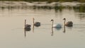A group of gray young swans and one white swans swimming on the water of the lake. Evening, morning Royalty Free Stock Photo