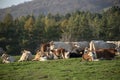 A group of grazing cows on a farmland. Cows on green field eating fresh grass. Agriculture concept