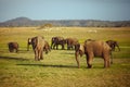 Group of grazing elephants Royalty Free Stock Photo