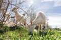 Group of grazing goats. herd of domestic animals chews juicy green spring grass and young shoots of bushes