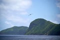 Group of Great albatross flying over the sea with hills in the background