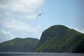 Group of Great albatross flying with over the sea with hills in the background