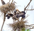 Great Blue Heron chaos at Feeding Time Royalty Free Stock Photo