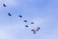 Group of great cormorant in flight on sky background