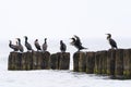 Group of Great cormorants perched on the wooden piles of breakwater in the sea