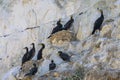 A group of great cormorants resting in their nests Royalty Free Stock Photo